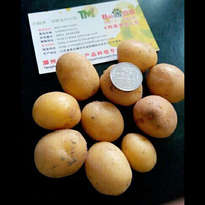 江西南昌迷你小土豆小洋芋小馬鈴薯